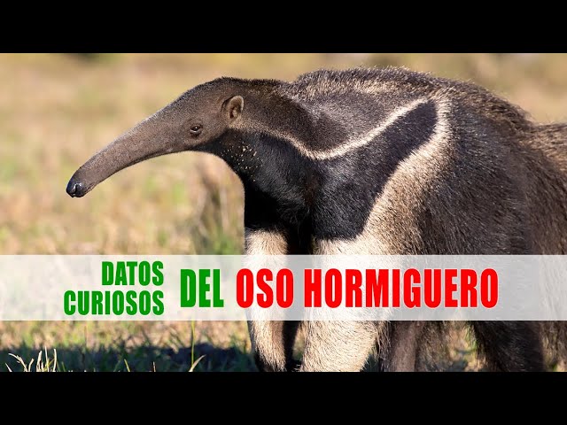 aprende todo sobre share el hormiguero y sus caracteristicas