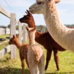 Descubre todo sobre la llama y su importancia en los ecosistemas andinos