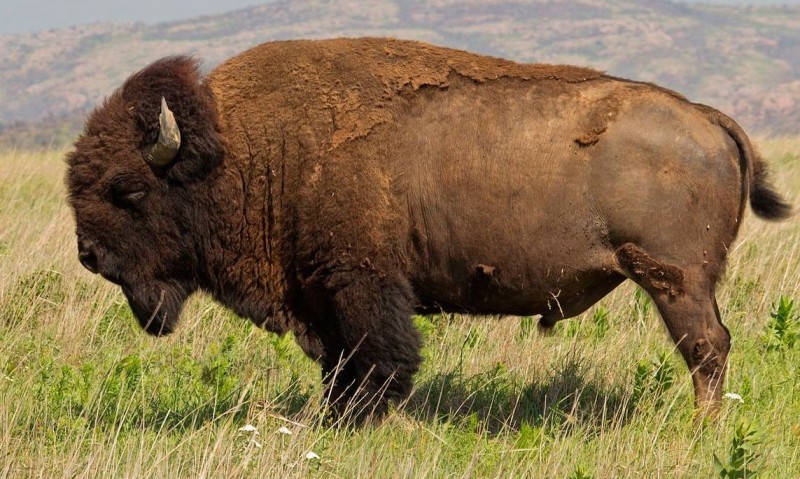 el bisonte europeo una especie en peligro de extincion que merece nuestra atencion