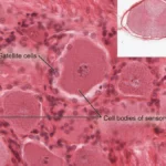 La Importancia de las Células Satélite en la Biología y la Medicina