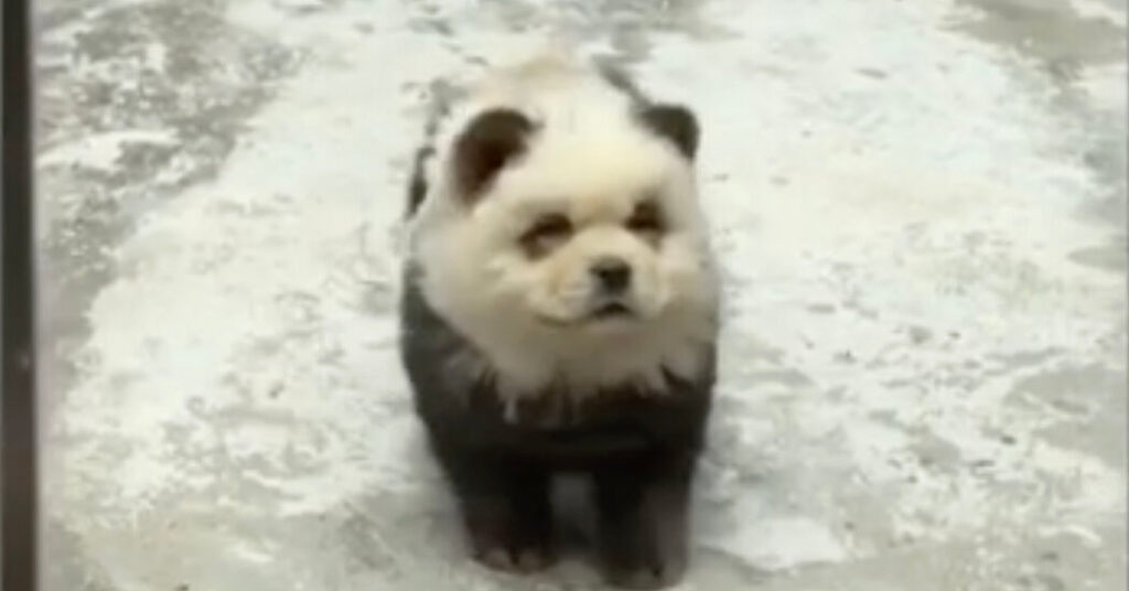 todo lo que necesitas saber sobre el chow chow panda como mascota