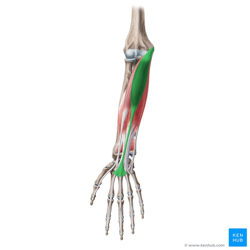 todo lo que necesitas saber sobre el musculo palmaris longus