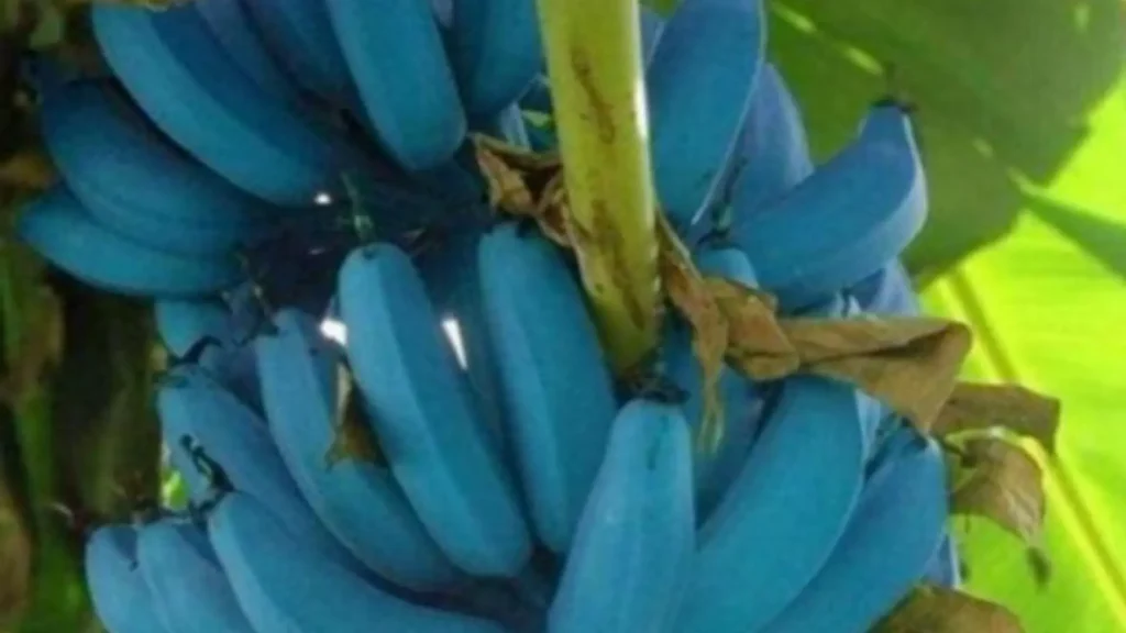 todo lo que necesitas saber sobre los platanos azules