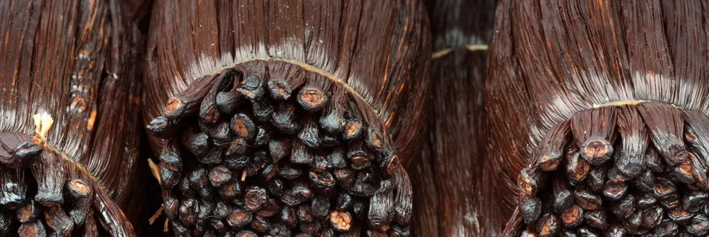 vainilla castores una guia completa sobre su cultivo y usos