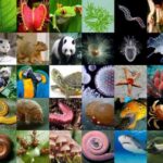 El Acceso a Información sobre Especies Amenazadas: Un Derecho y una Responsabilidad Global